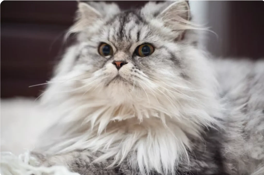 Siberian cat