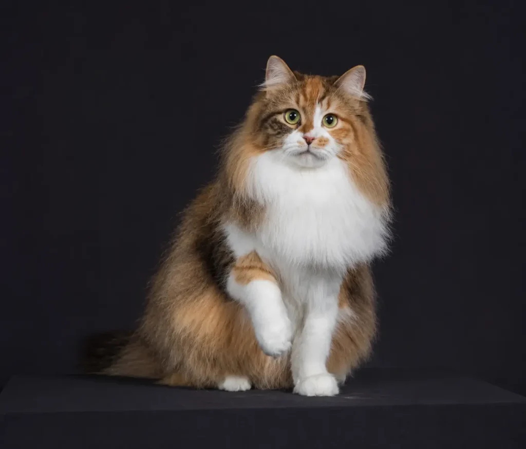 Siberian Cat Personality