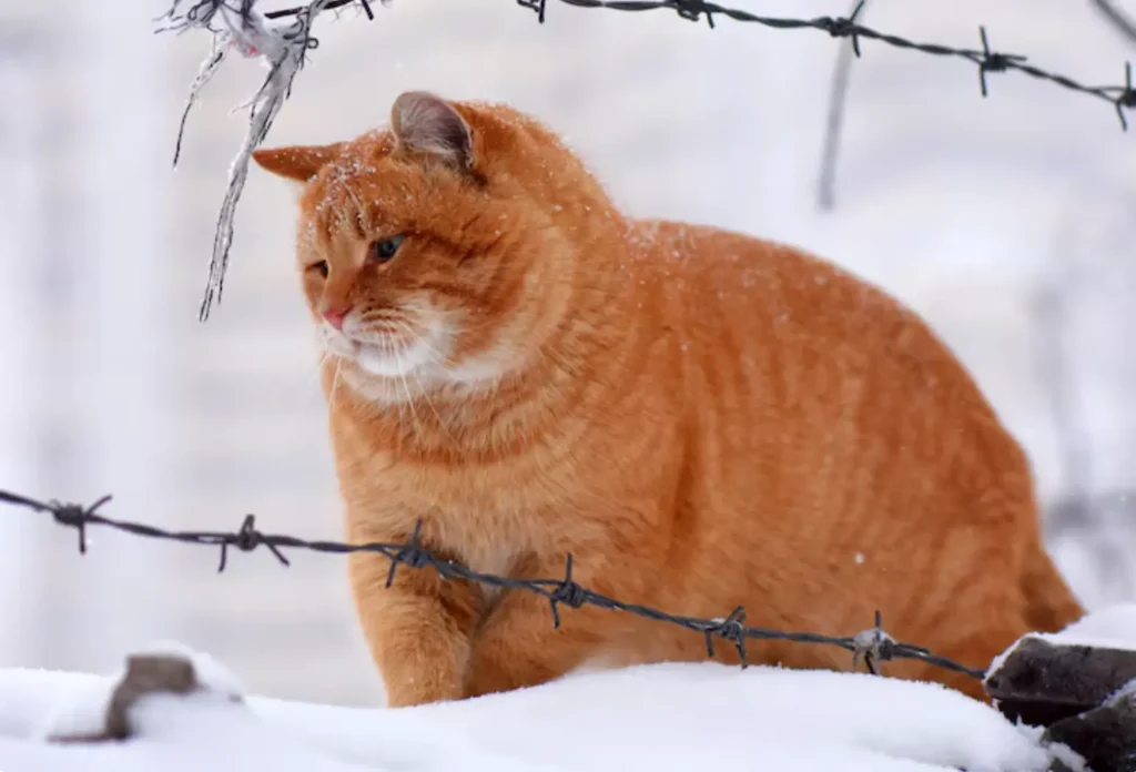 Siberian cats