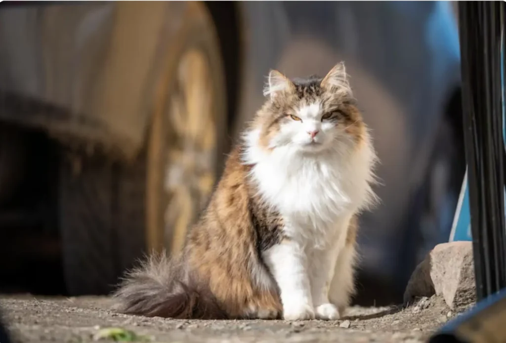 Siberian cat