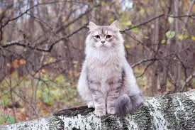 Siberian Cat Health Problems