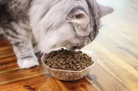 Siberian Cat Food
