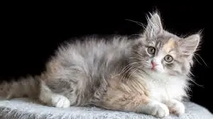 Siberian Cat Price