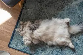 Siberian Cat Shedding