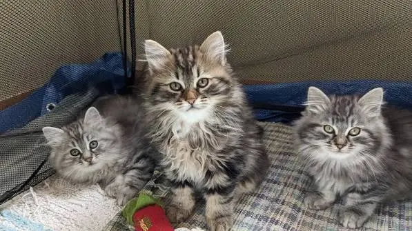 Siberian Cat Kittens