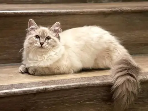 Siberian Cat Adoption & Rescue