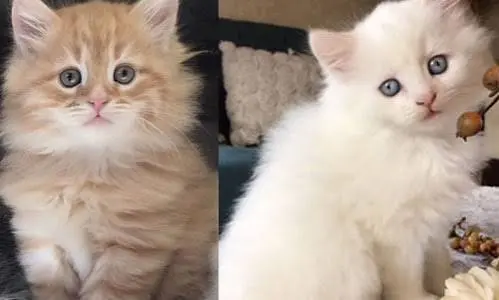 Siberian cat breeders