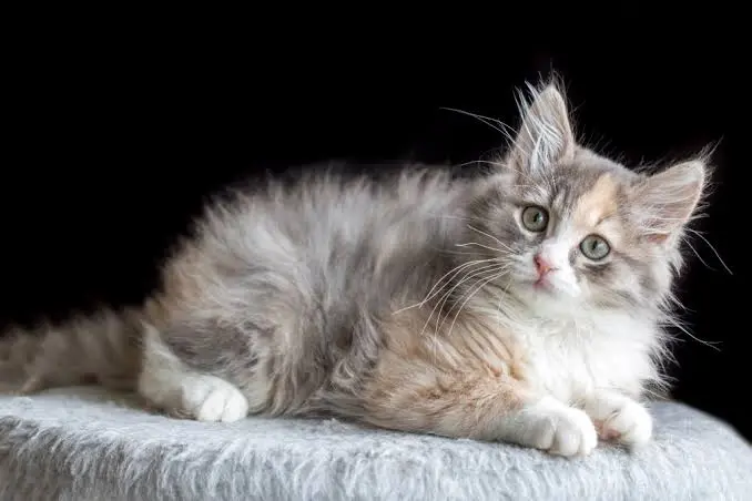 Siberian Cat For Sale