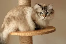 Siberian Cat Mixes