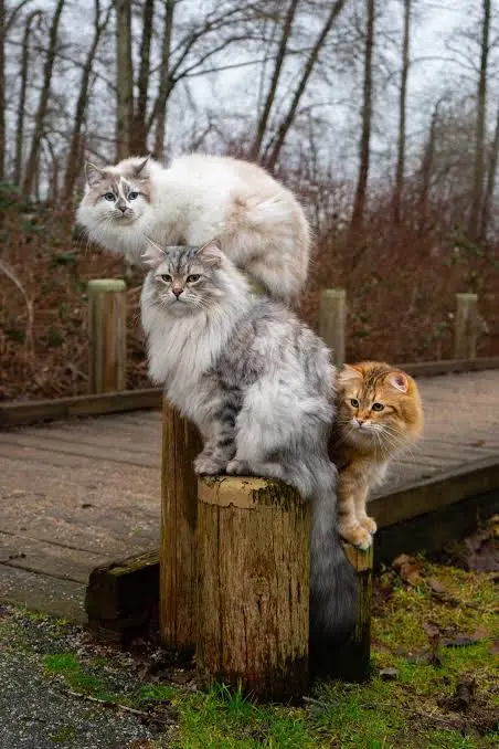 Are Siberian Cats Hypoallergenic