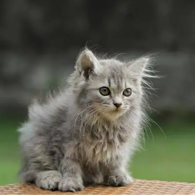 Siberian Cat Personality