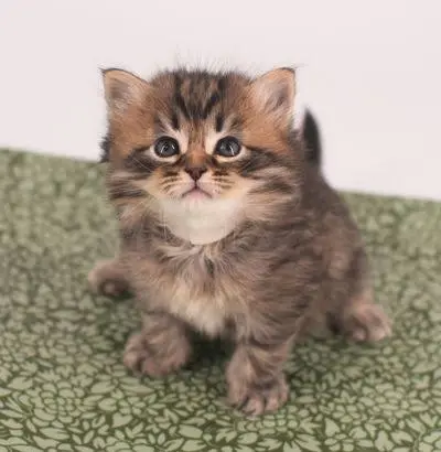 Are Siberian Cats Hypoallergenic
