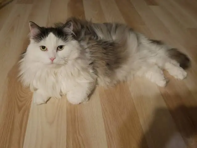 Siberian Cat vs Ragdoll