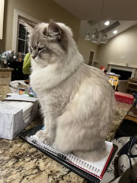 Siberian Cat Colors