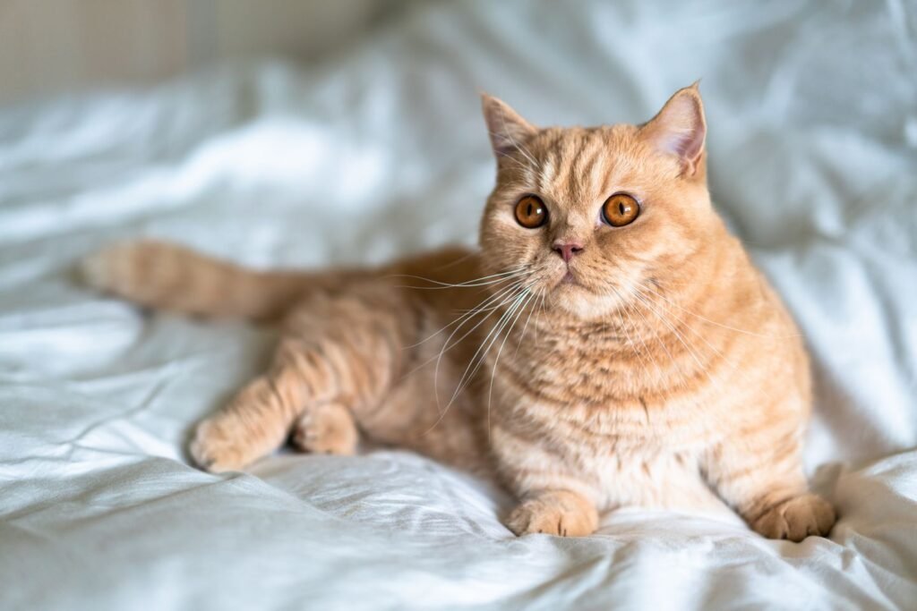 orange cat breeds