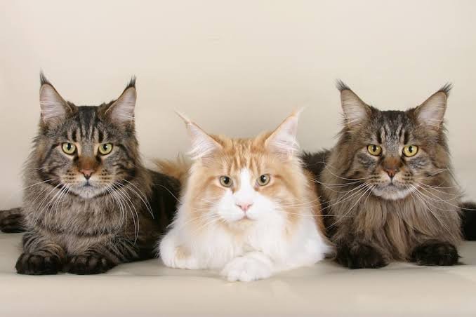 maine coon cat
