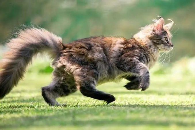 Siberian Cat vs Maine Coon