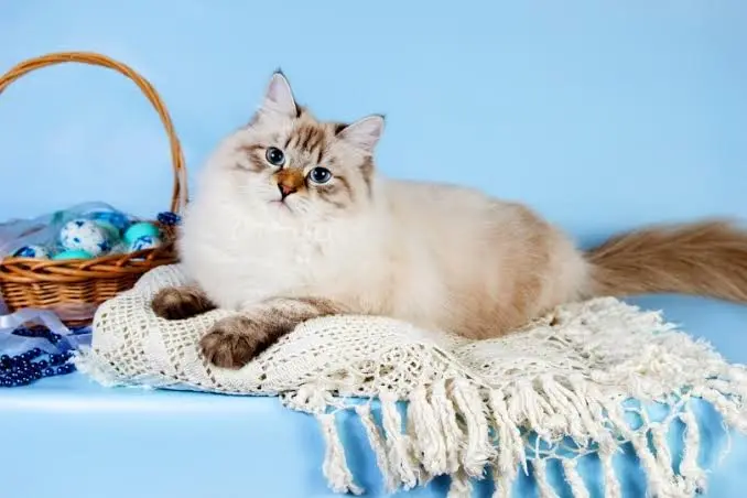 Neva Masquerade Siberian Cat