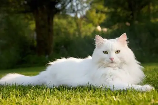 white cat breeds