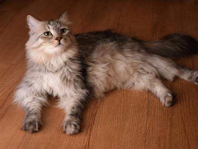 Siberian Cat vs Norwegian Forest Cat