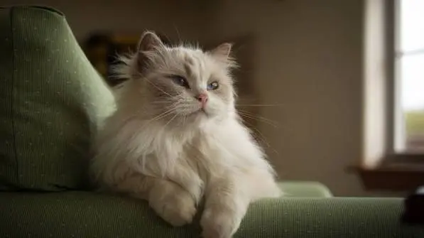 fluffy cat breeds