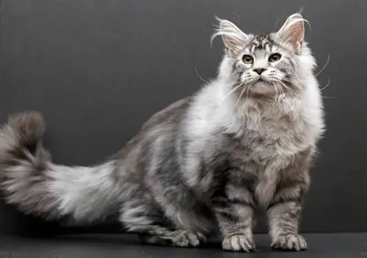 large cat breeds