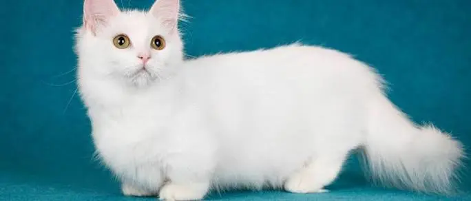 smallest cat breed