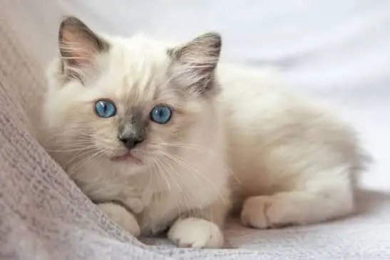 cute cat breeds