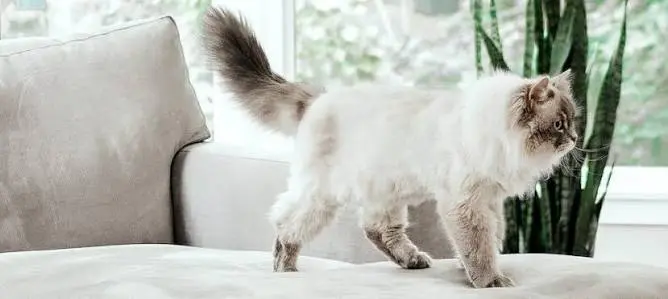 hypoallergenic cat