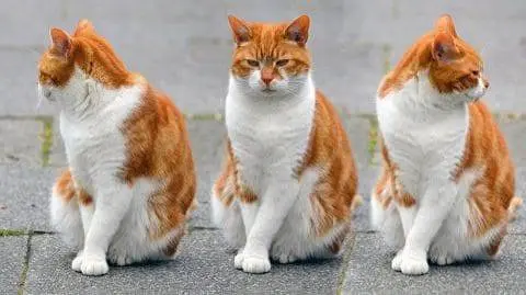 friendly cat breeds