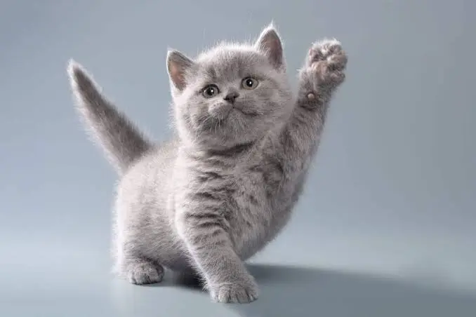 Cat Breeds That Don't Shed