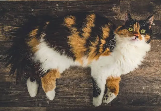 cat breeds
