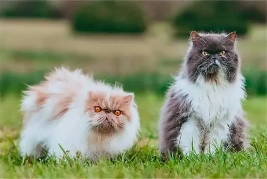 persian cat