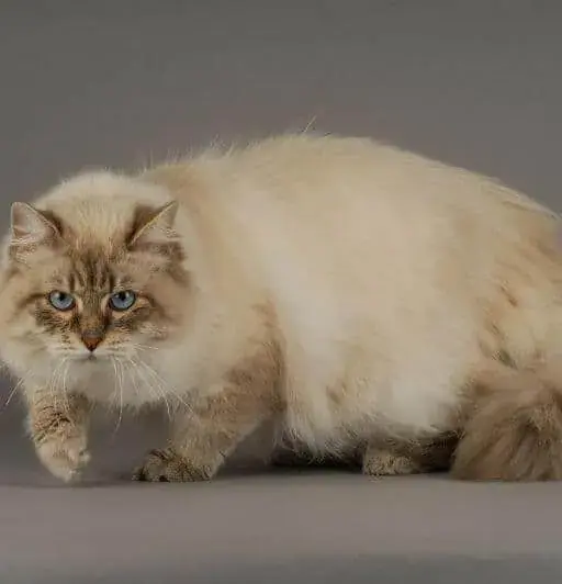 Siberian Cat vs Persian