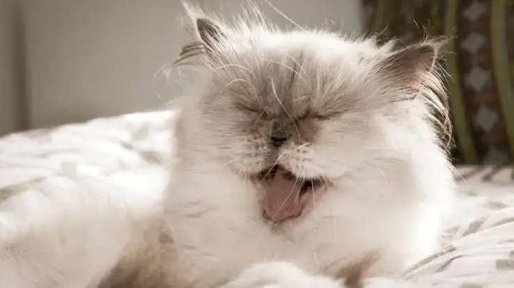 Cat Sneezing