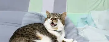 Cat Coughing