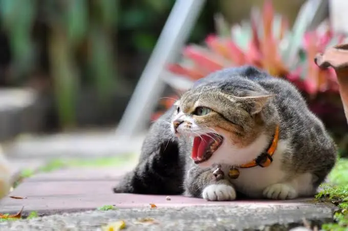 Cat Hissing