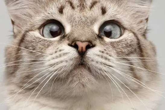 cat nose