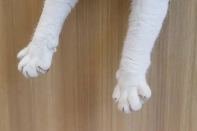 Cat Paws