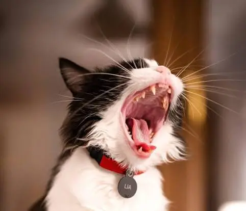 cat teeth