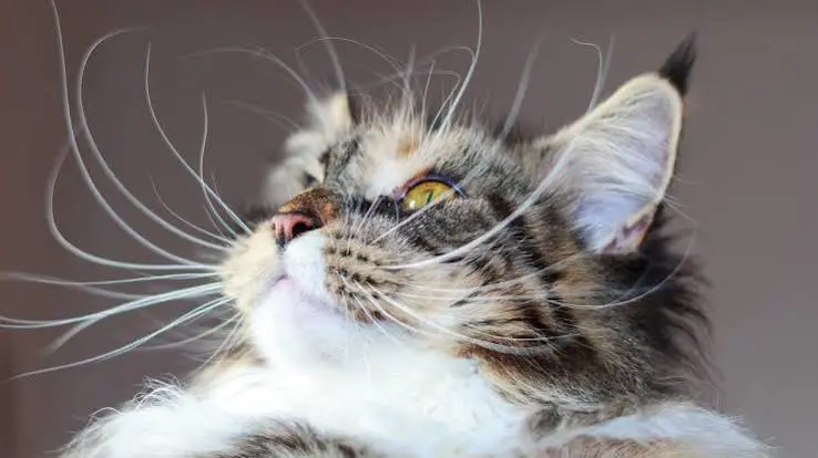 Cat Whiskers