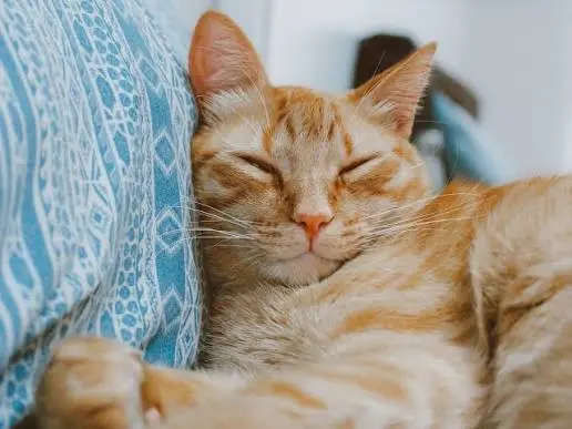 cat purring