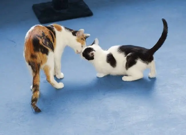 cat body language