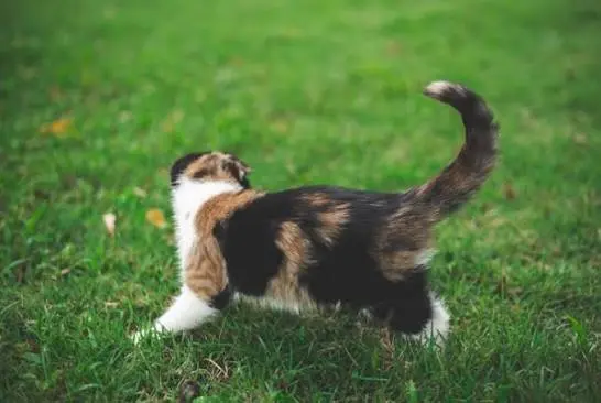cat tail meanings