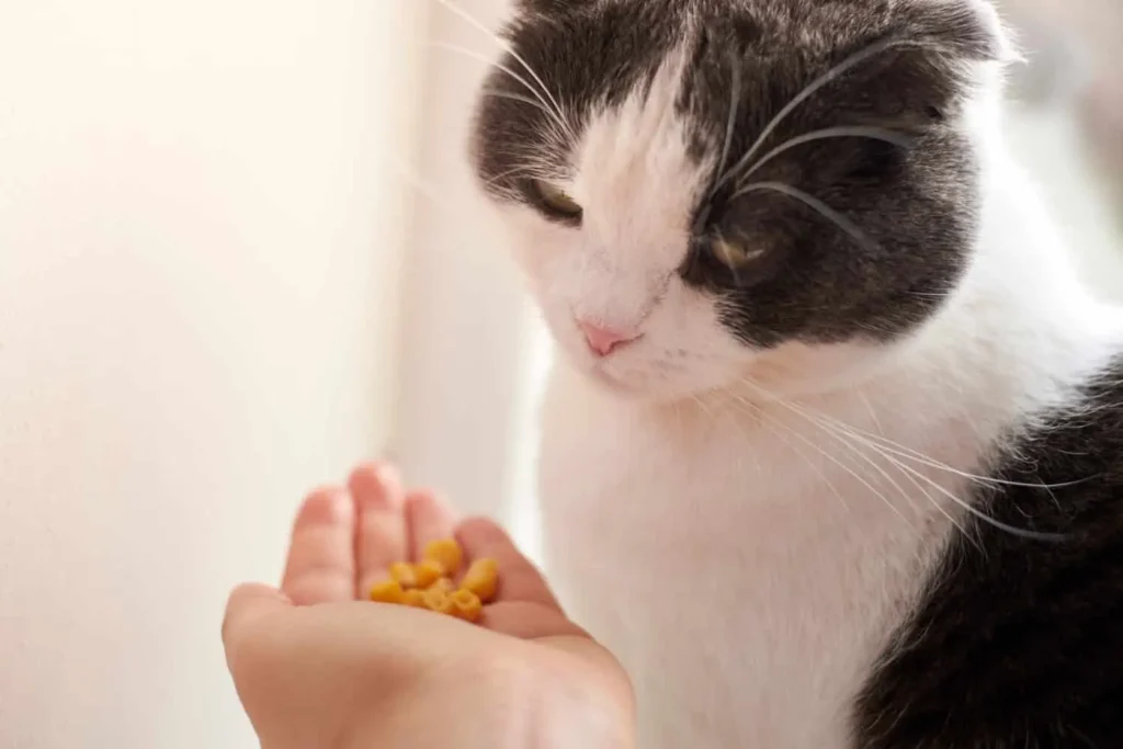 how long can a cat go without eating