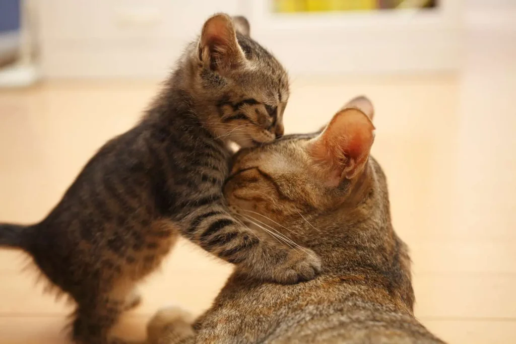 cat head butting
