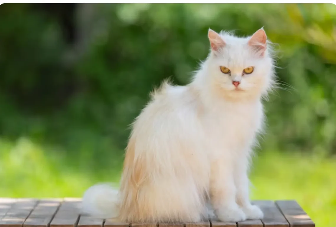 Siberian cat