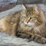 Siberian Cat Mixes: Popular Crossbreeds, Traits & Care Guide
