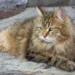 Siberian Cat Mixes
