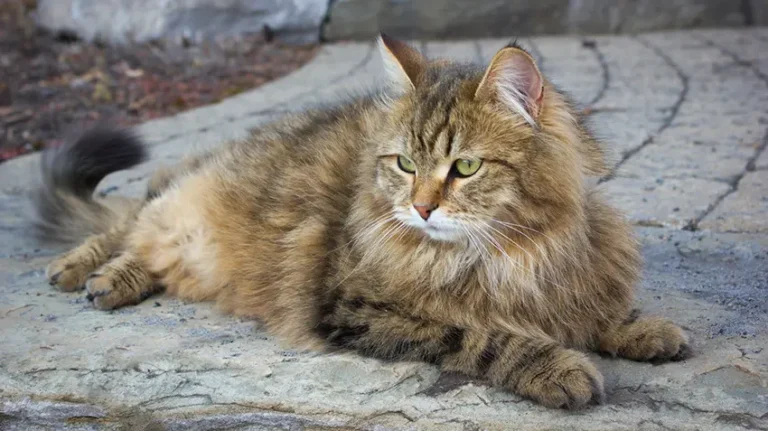 Siberian Cat Mixes